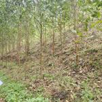 Nhóm hộ FSC Lâm sản Thái Hưng – Phú Lương