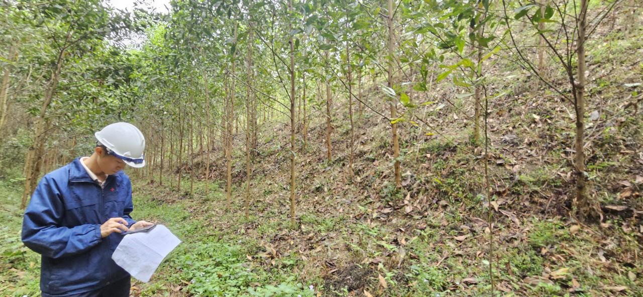 Nhóm hộ FSC Lâm sản Thái Hưng - Phú Lương