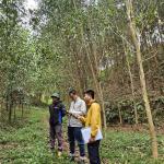 Nhóm hộ FSC Lâm sản Thái Hưng – Phú Lương