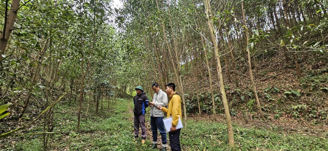Nhóm hộ FSC Lâm sản Thái Hưng - Phú Lương