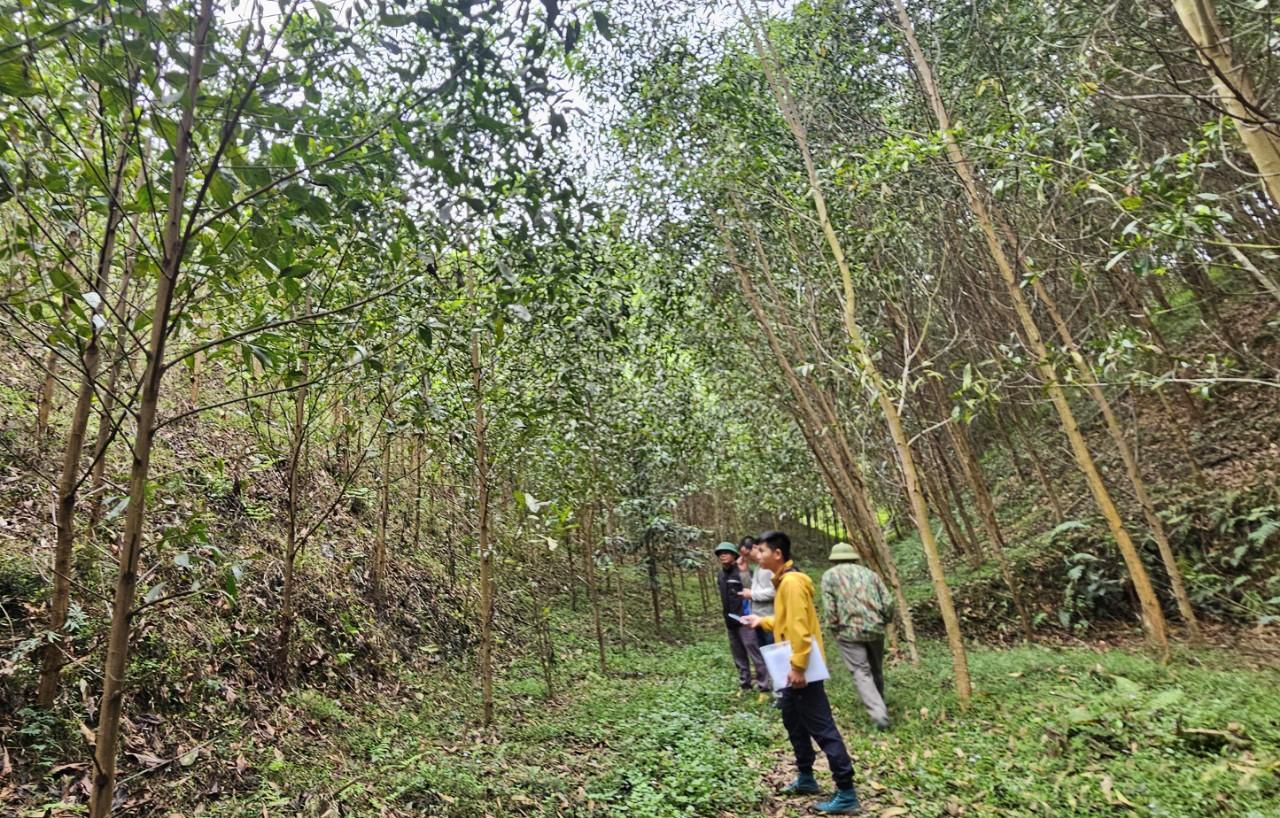 Nhóm hộ FSC Lâm sản Thái Hưng - Phú Lương