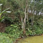 Nhóm hộ FSC Lâm sản Thái Hưng – Phú Lương