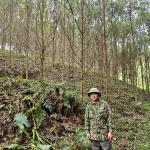 Nhóm hộ FSC Lâm sản Thái Hưng – Phú Lương