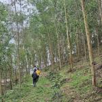 Nhóm hộ FSC Lâm sản Thái Hưng – Phú Lương